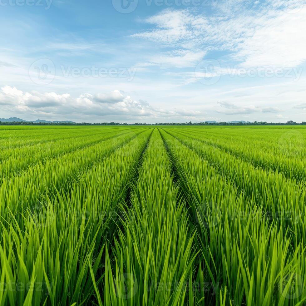 Lush green rice fields stretching under a bright blue sky in rural landscape photo