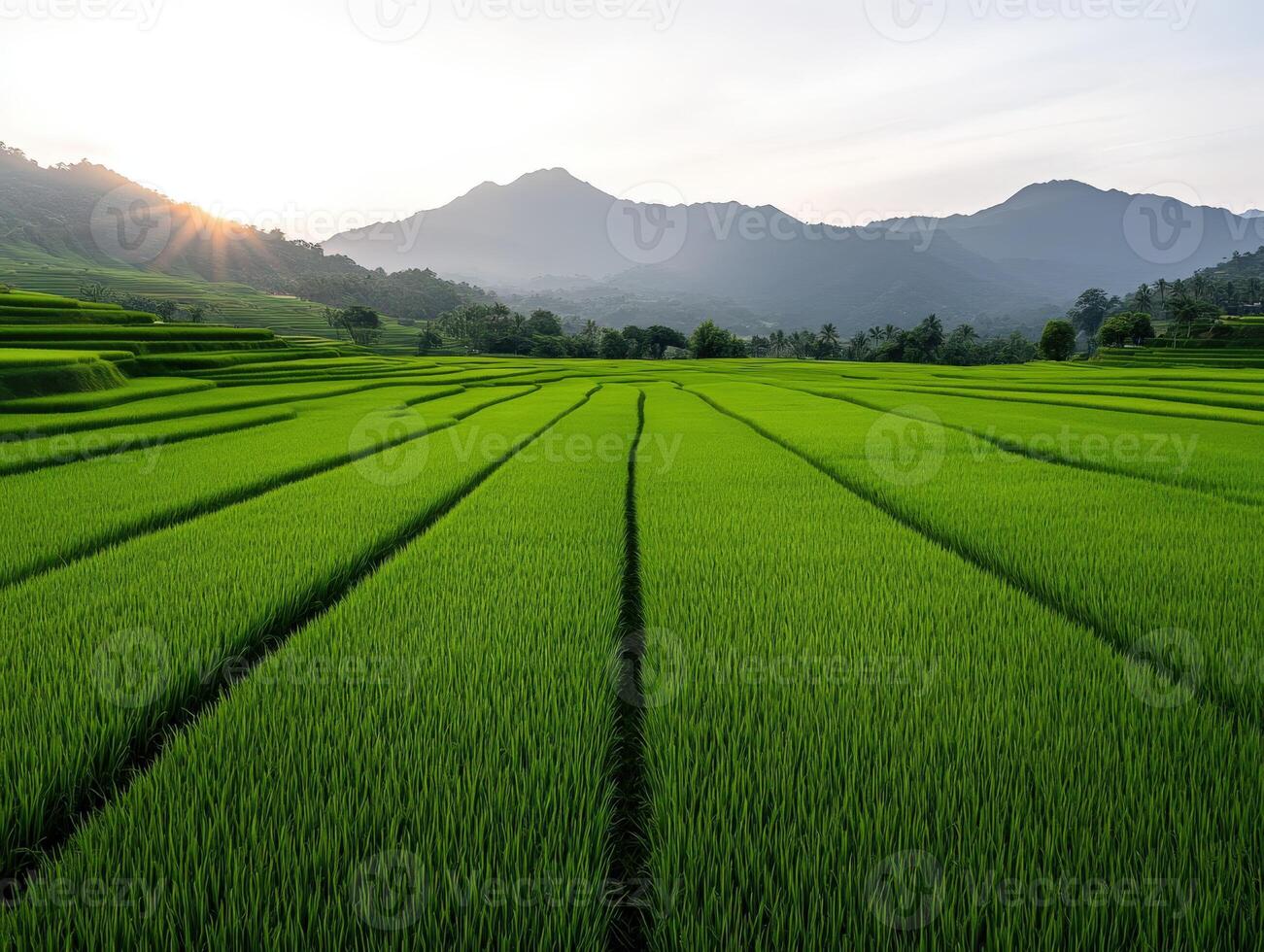 Lush green rice fields at sunrise amidst mountains in rural landscape photo