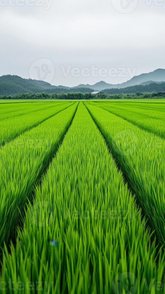 Lush green rice fields stretching across the landscape under a cloudy sky photo