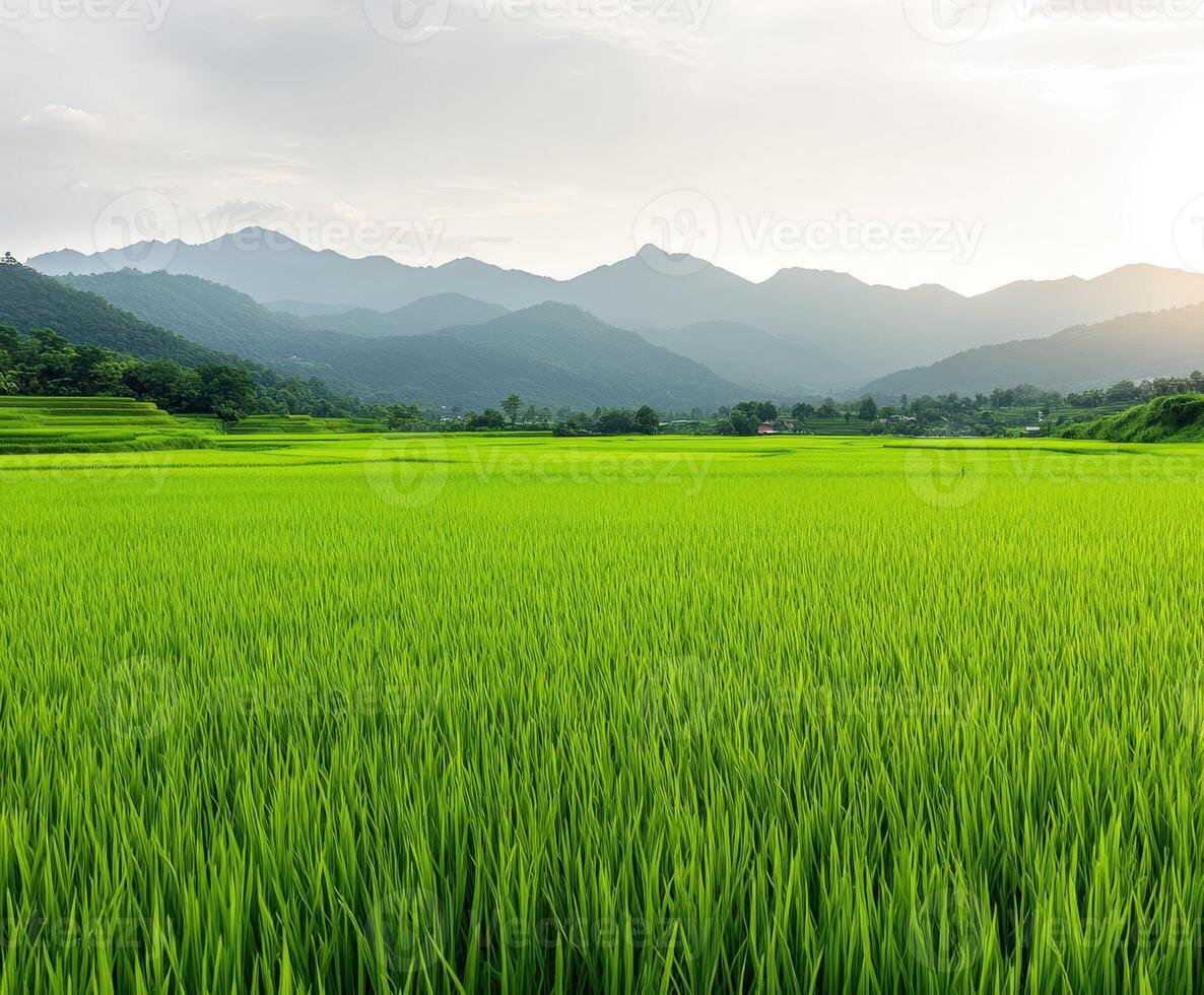 Lush rice fields under evening light with distant mountains in background photo