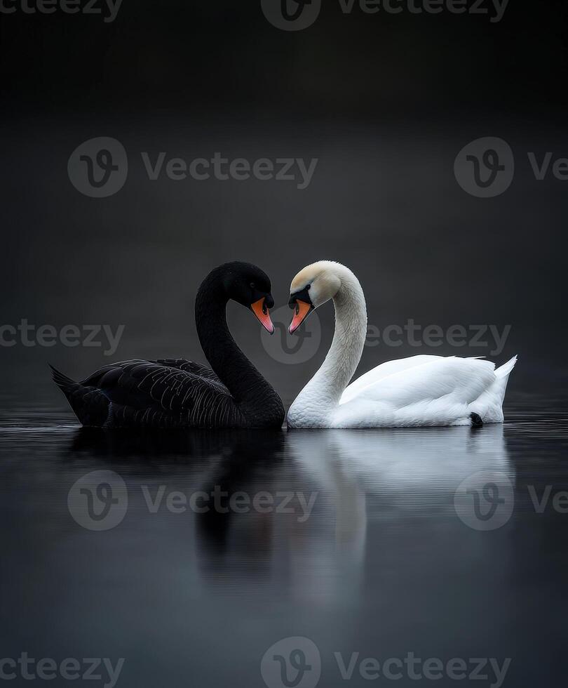 Swans and black swan share a serene moment in calm water at dusk photo