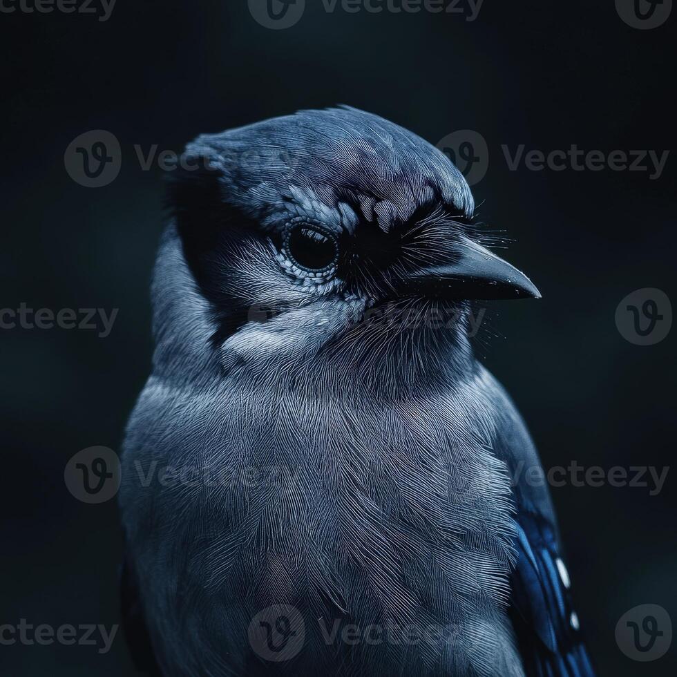 Blue jay perched quietly in low light with striking features and detail photo