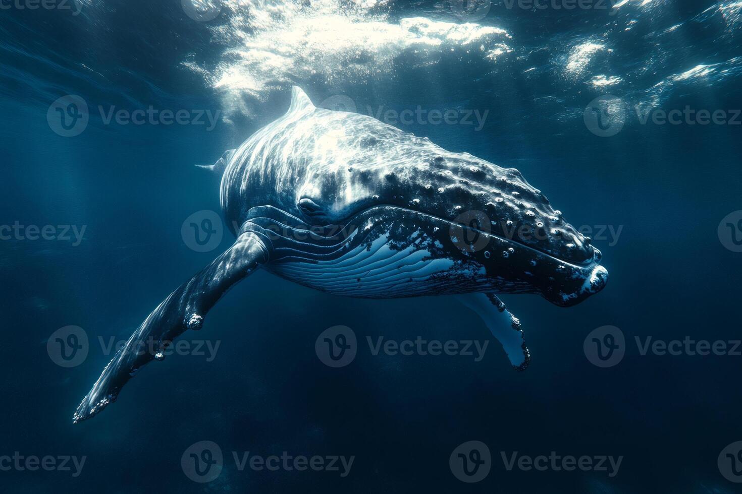 Humpback whale swimming in deep blue ocean photo