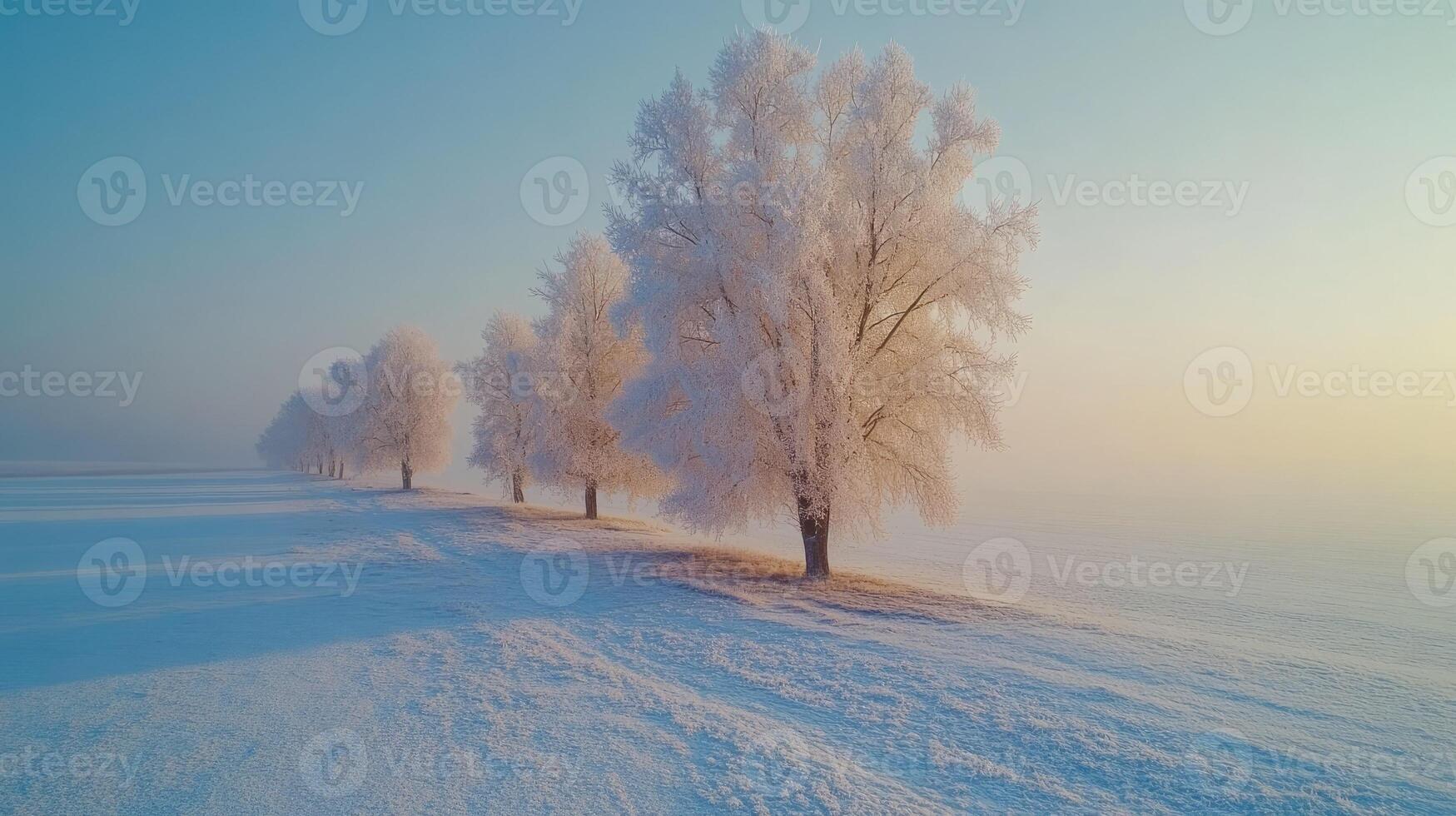 Hoarfrost covering trees in snowy field at sunrise photo