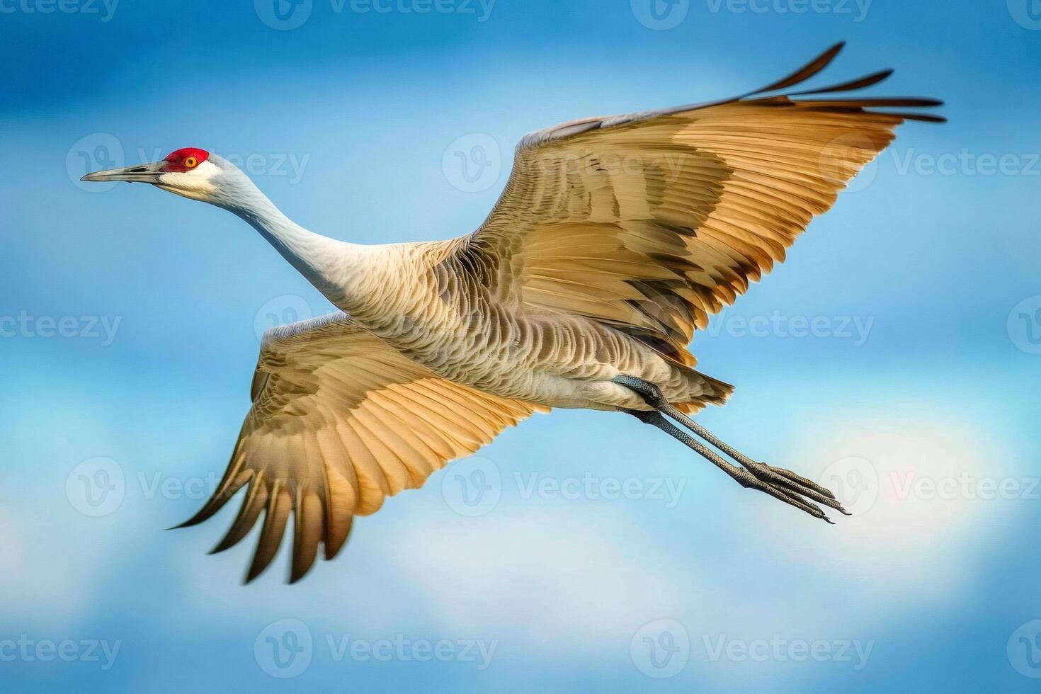 Sandhill crane soaring gracefully in the clear blue sky photo