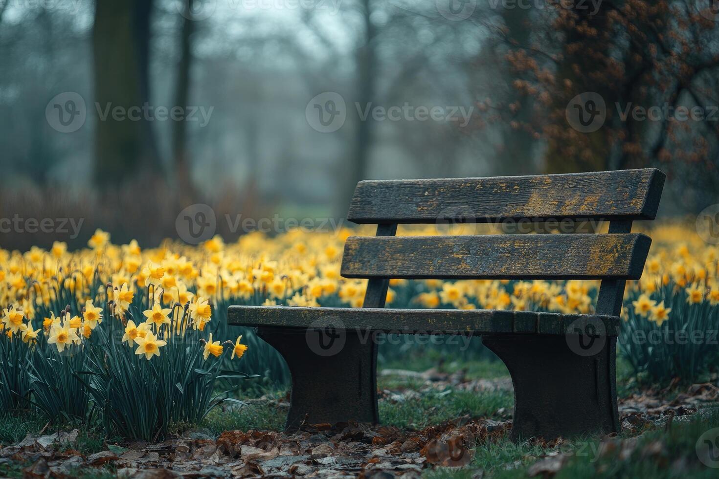 Empty bench surrounded by blooming daffodils in a peaceful park photo
