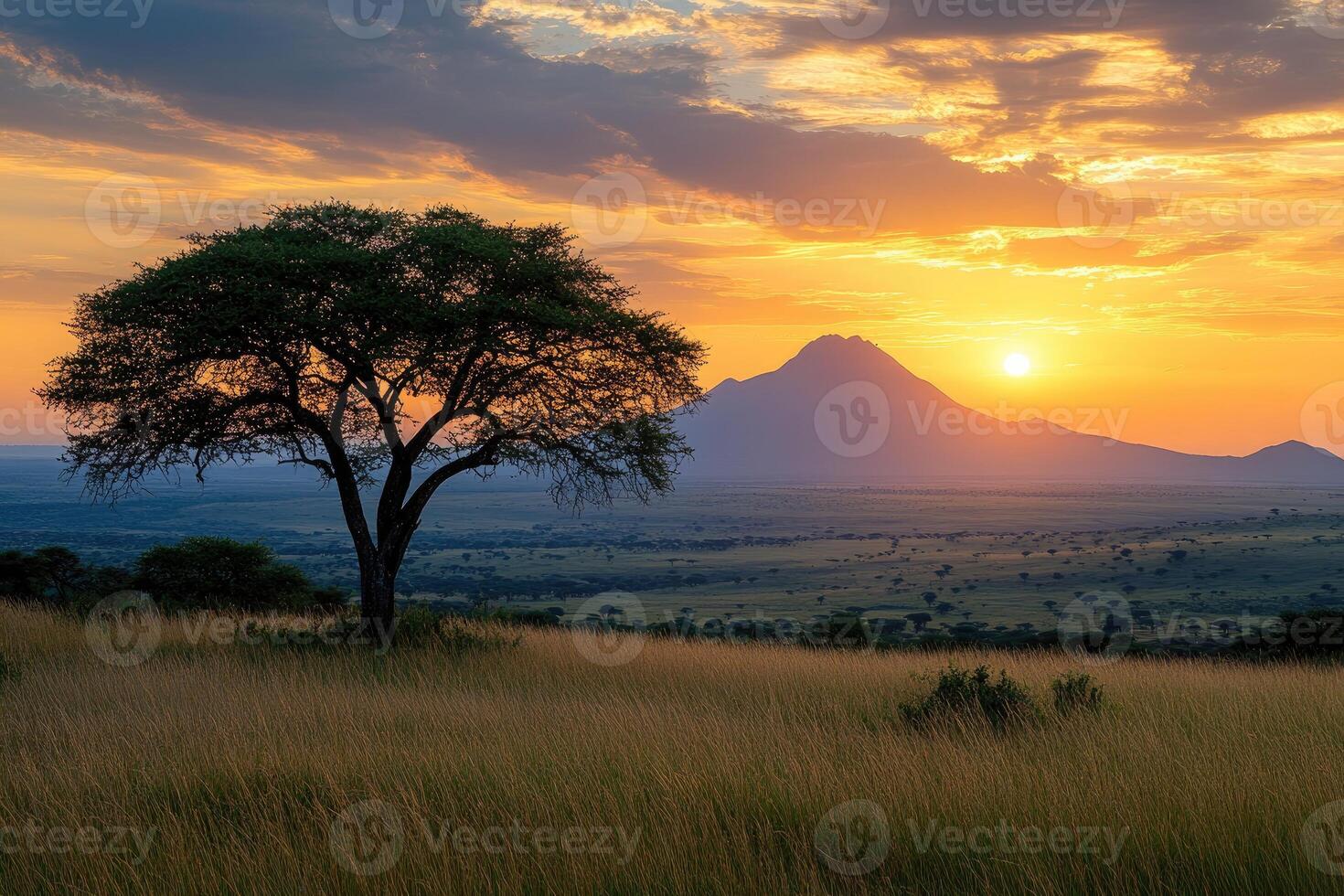 Lonely acacia tree dominating the african savanna at sunset with kilimanjaro in the background photo