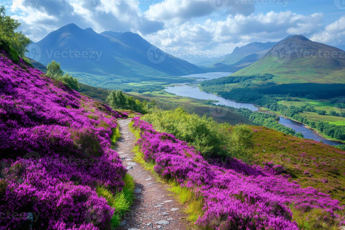 Hiking trail winding through blooming heather in scottish highlands photo