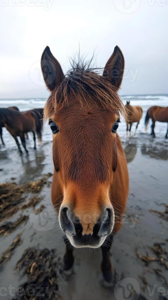 Brown horse standing on a beach with other horses in the background photo
