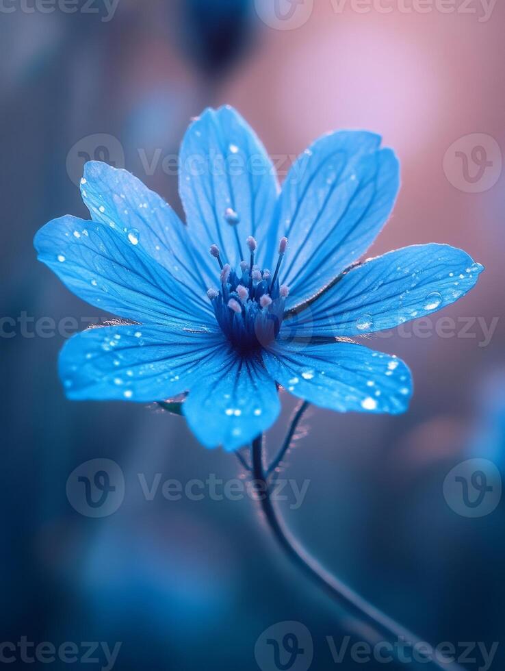 Vibrant blue flower showing fresh dew drops in soft light photo