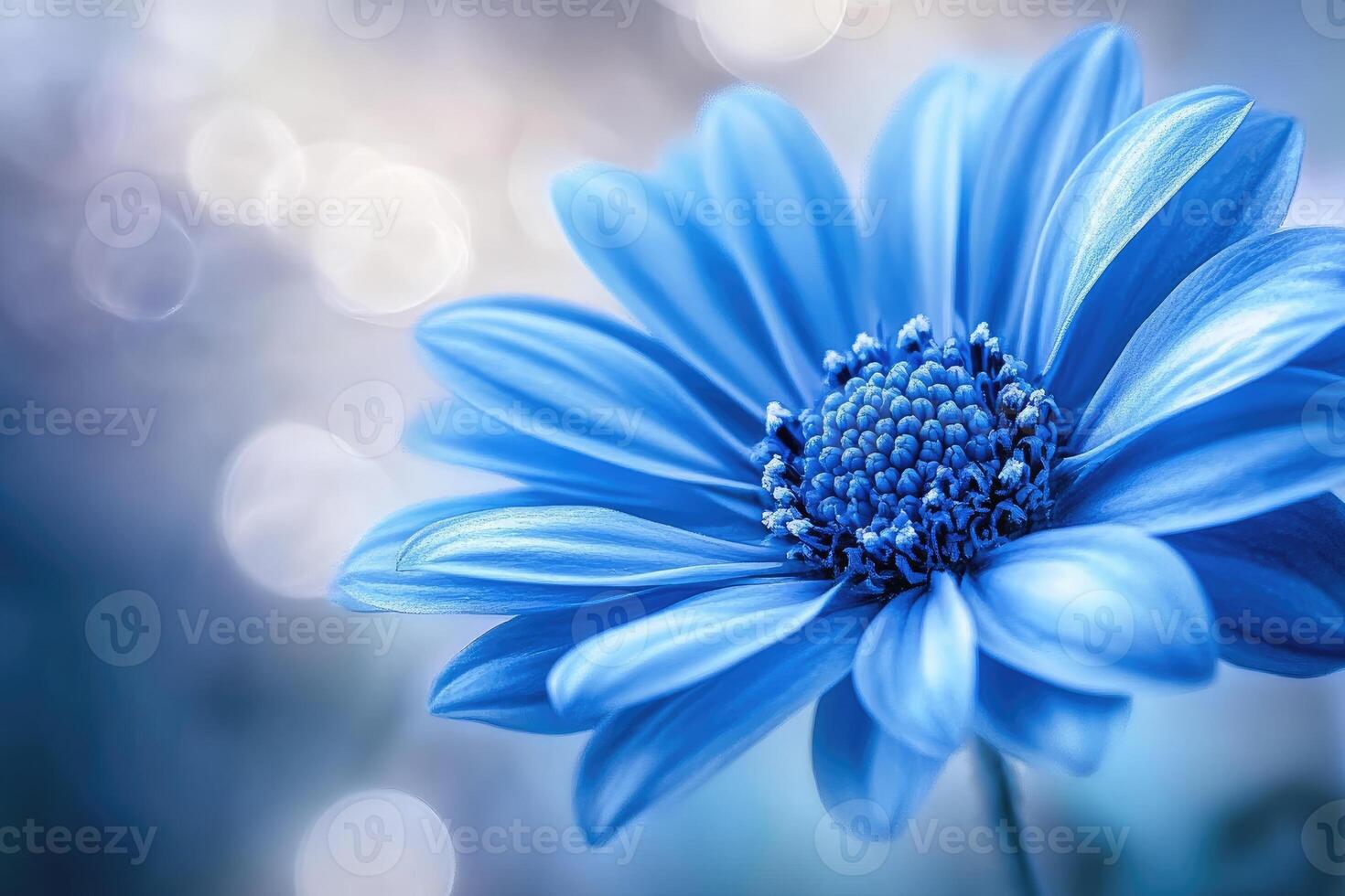 Light blue daisy flower blooming with bokeh background photo