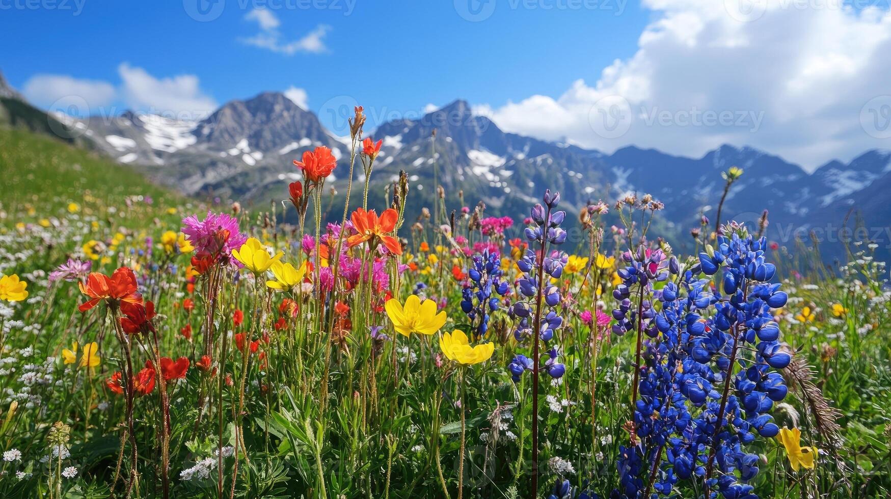 Colorful wildflowers blooming in meadow with mountain landscape photo