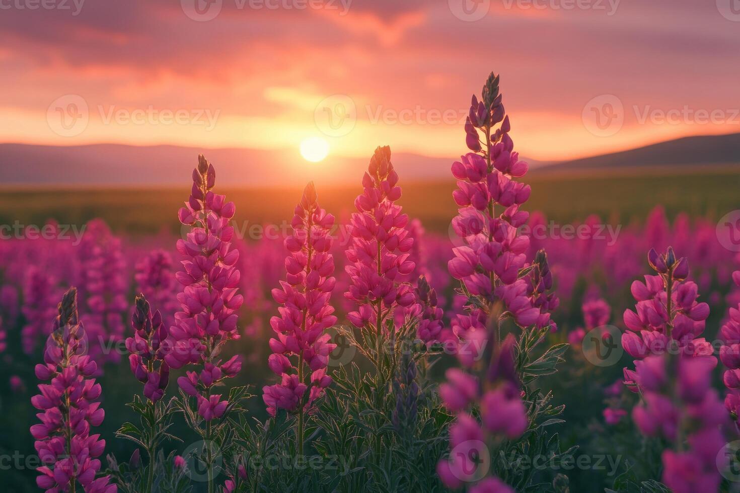 Lupine flowers blooming in field at sunset creating stunning scenery photo