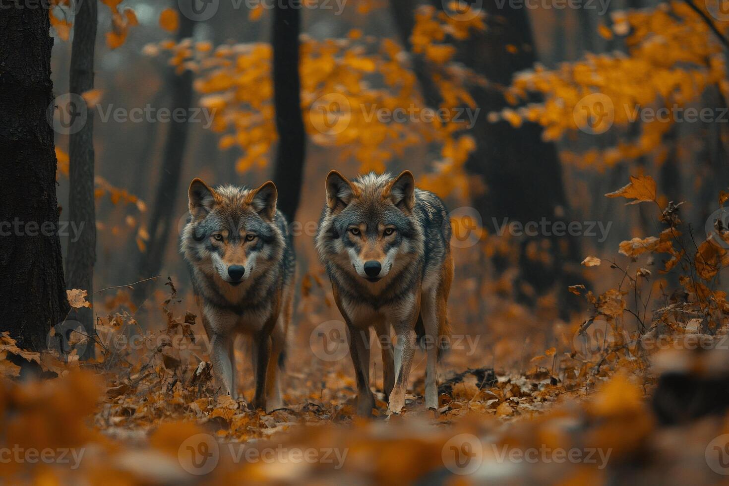 Two wolves walking in autumn forest majestic predators on the prowl photo