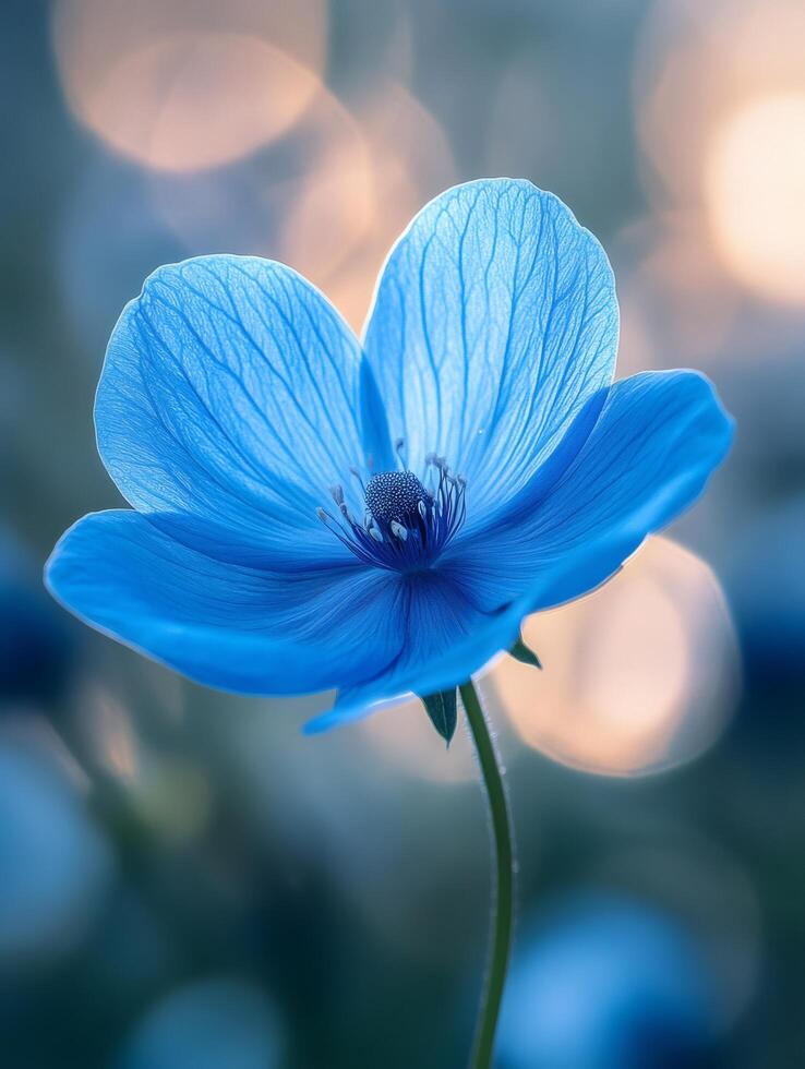Vibrant blue flower blooming in soft sunlight close-up of delicate petals photo