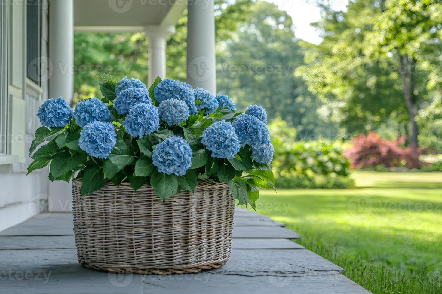Blue hydrangeas blooming in wicker basket on porch of house photo