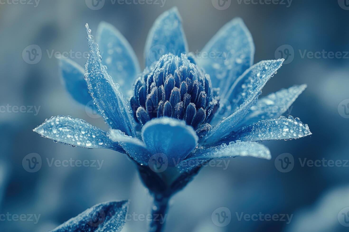 Blue flower blooming in spring with water drops on petals photo