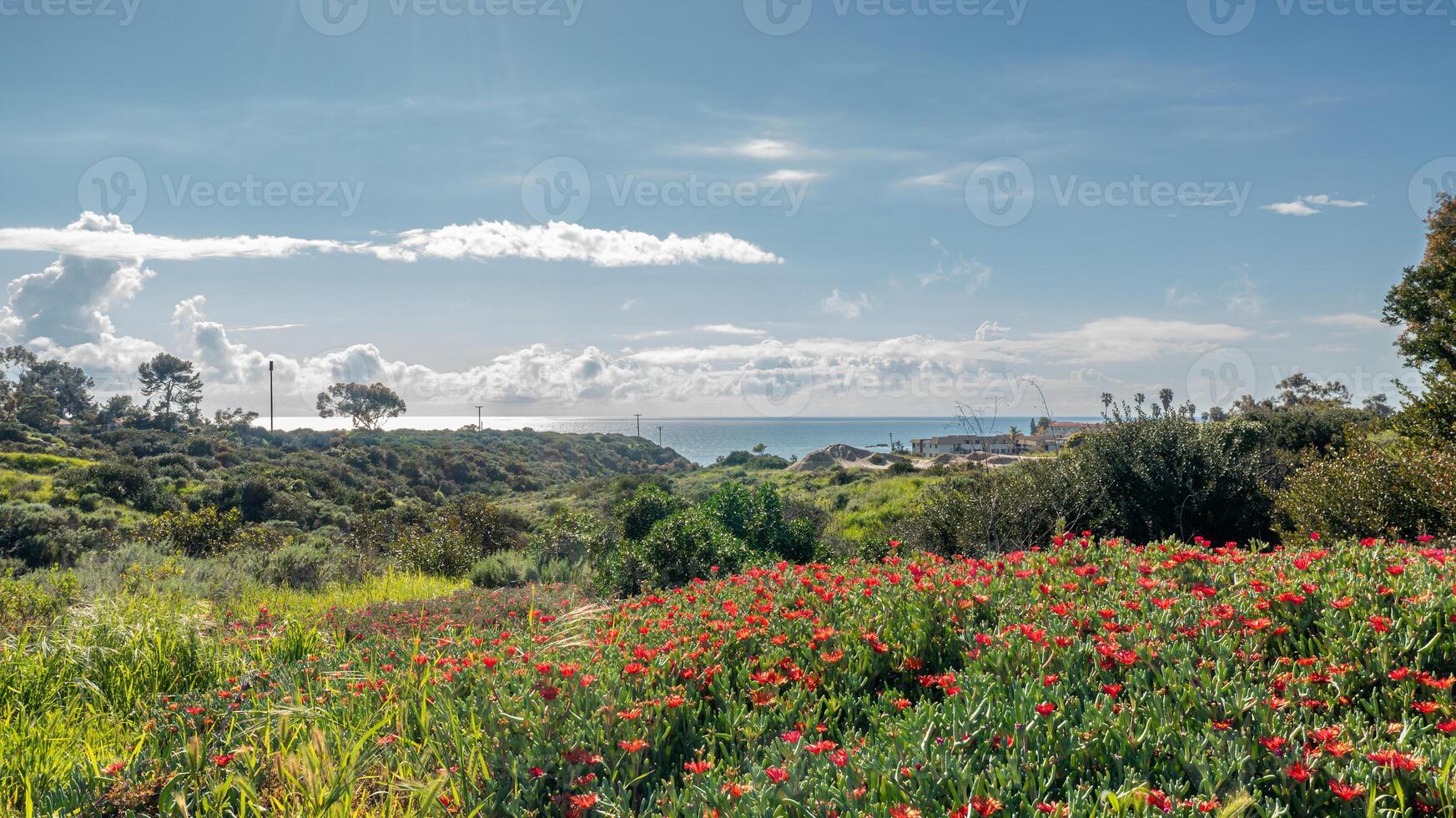 Beautiful view of San Clemente California with vibrant wildflowers in the foreground, a clear sky above, and ocean beyond photo
