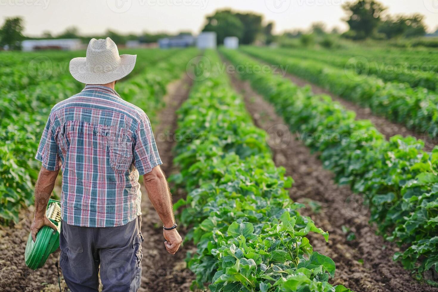 A man in a hat walking through a field of green beans photo