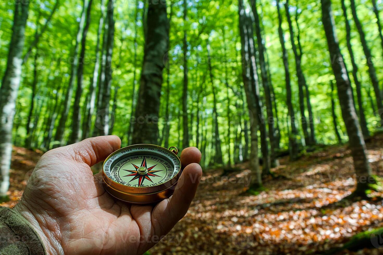 A person holding a compass in the middle of a forest photo