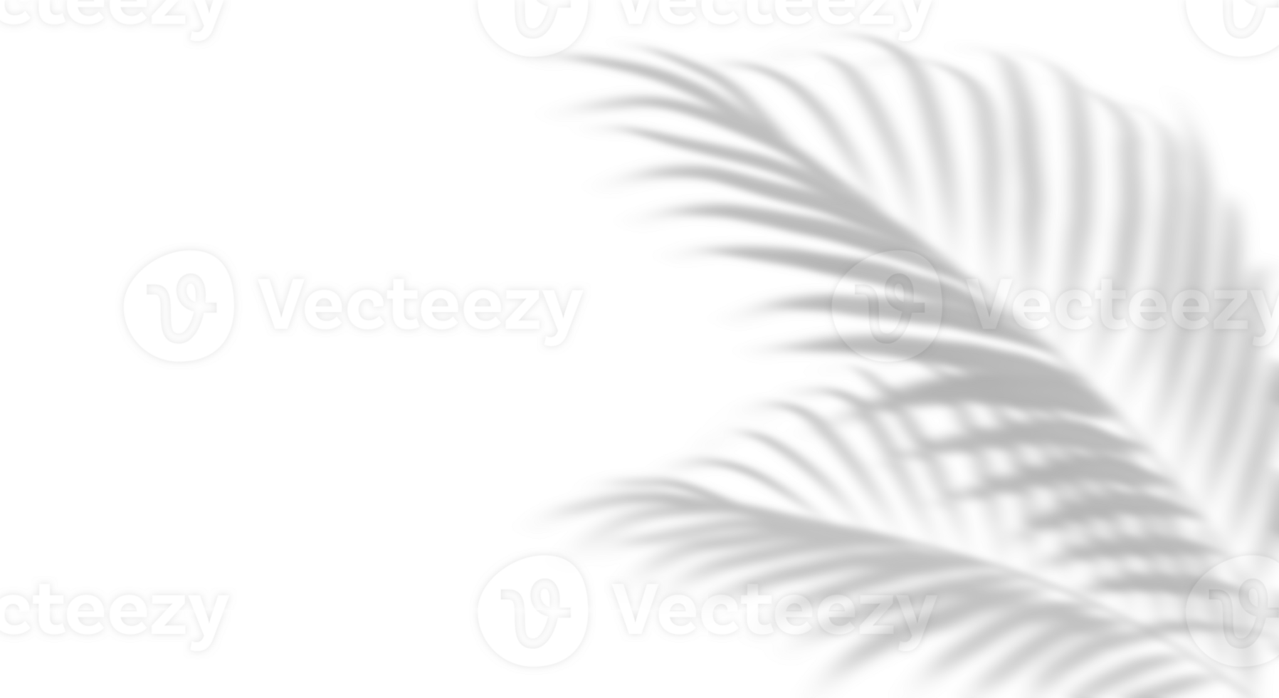 Shadow tropics palm leaves composition on transparent backgrounds 3d rendering png