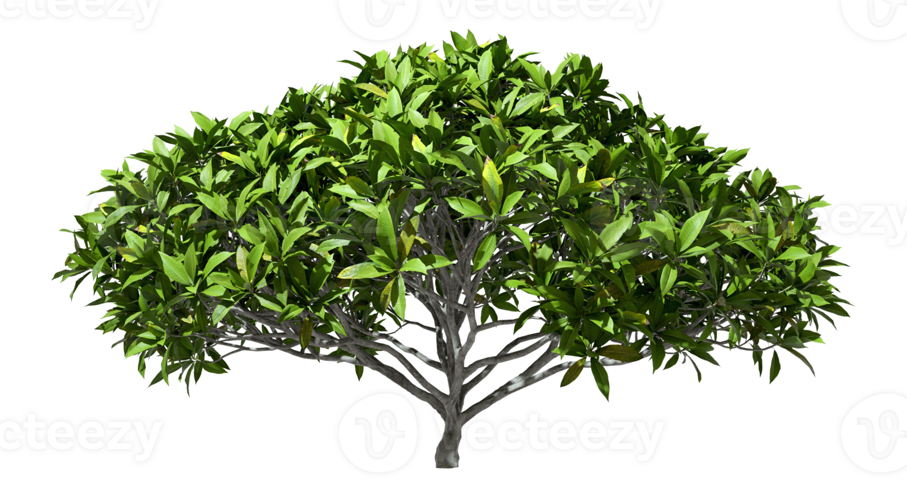 Realistic tree shrub green foliage on transparent backgrounds 3d render png