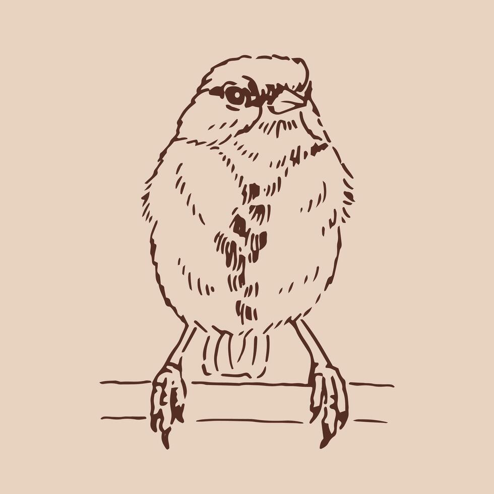 Titmouse. Hand drawn illustration. vector