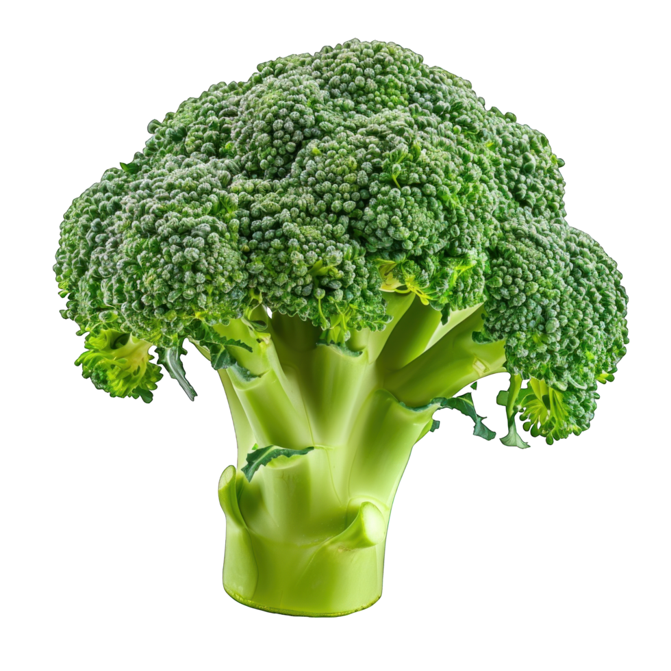 A fresh Broccoli png