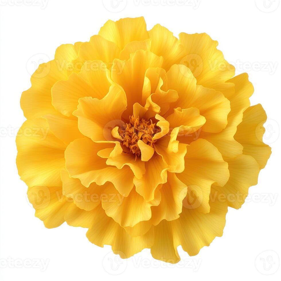 Bright yellow marigold flower with ruffled petals and texture photo