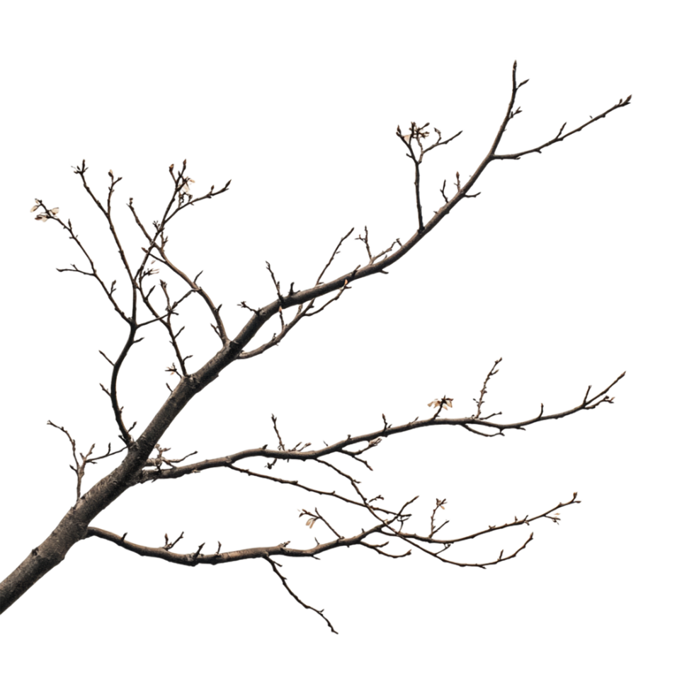 A branch with flowers on it png