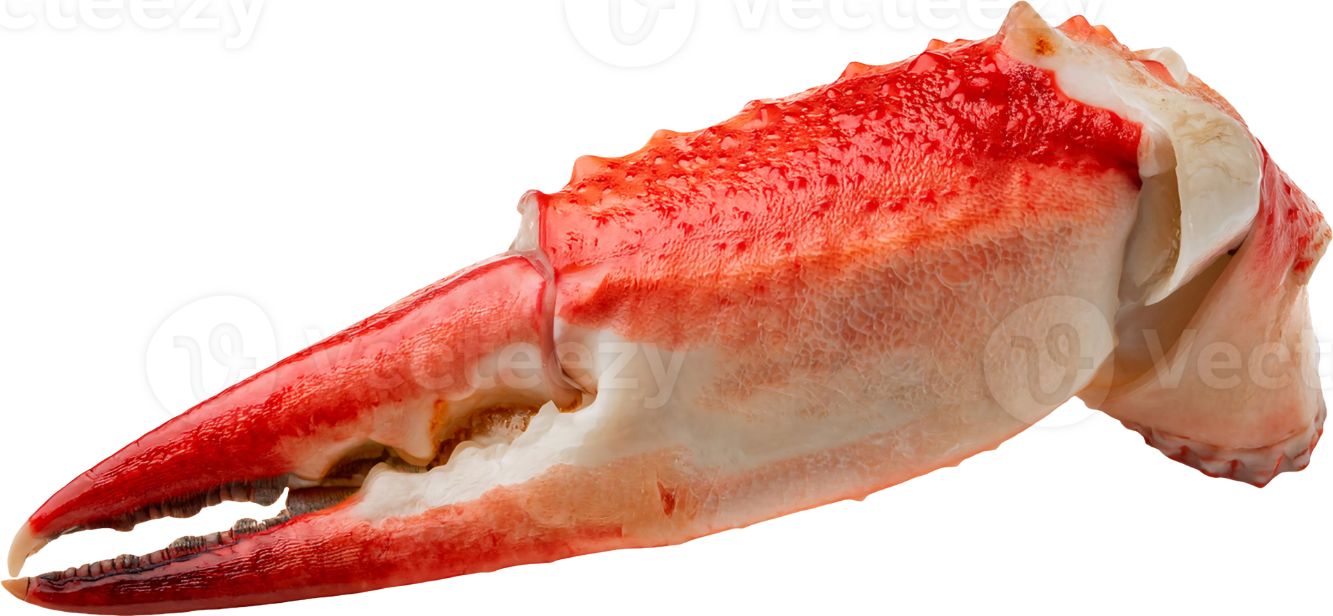 close-up of a red crab claw with detailed texture and sharp edges on isolated background for seafood and culinary presentations png