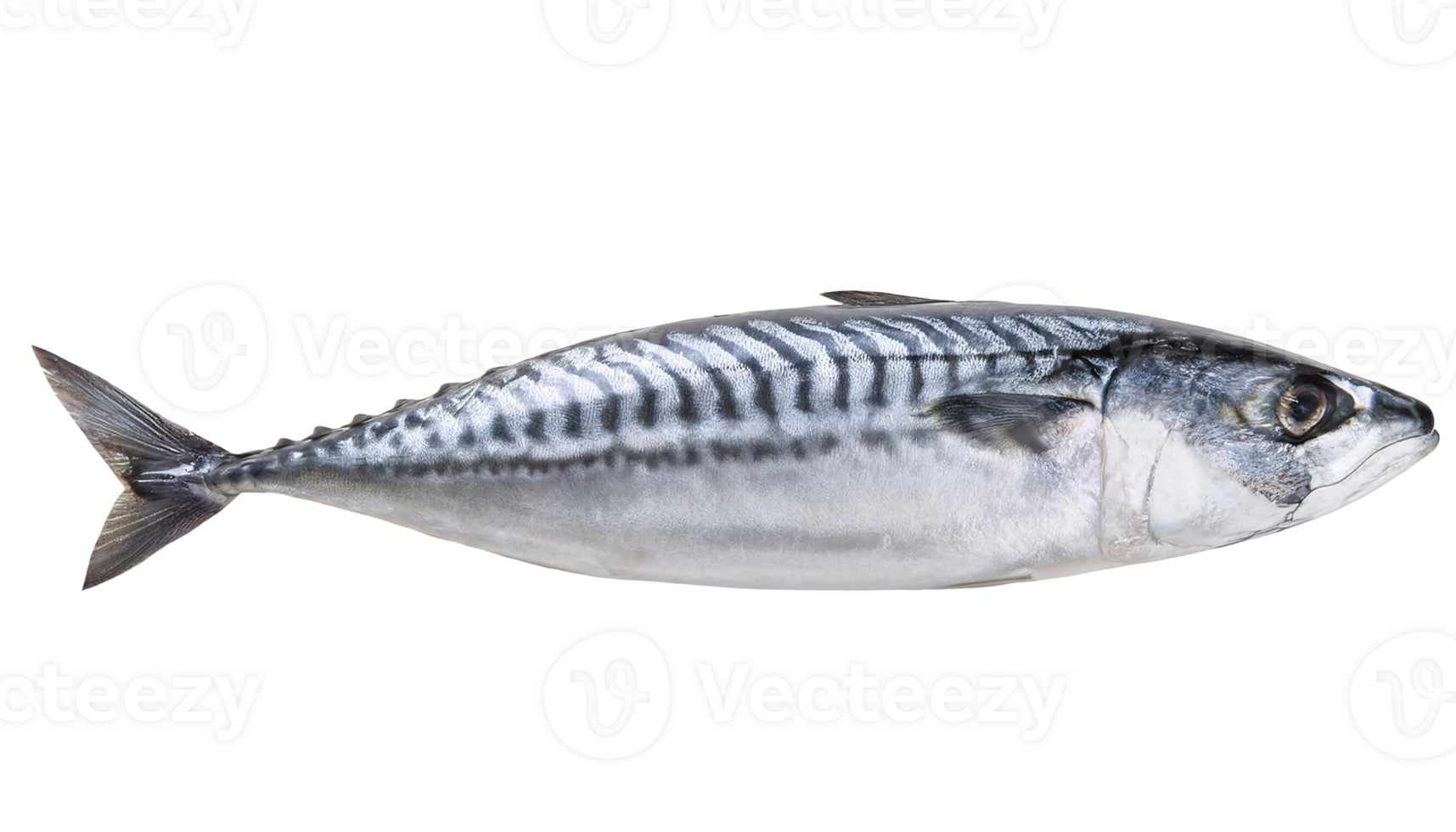 atlantic mackerel fish on isolated background for seafood and culinary concepts png