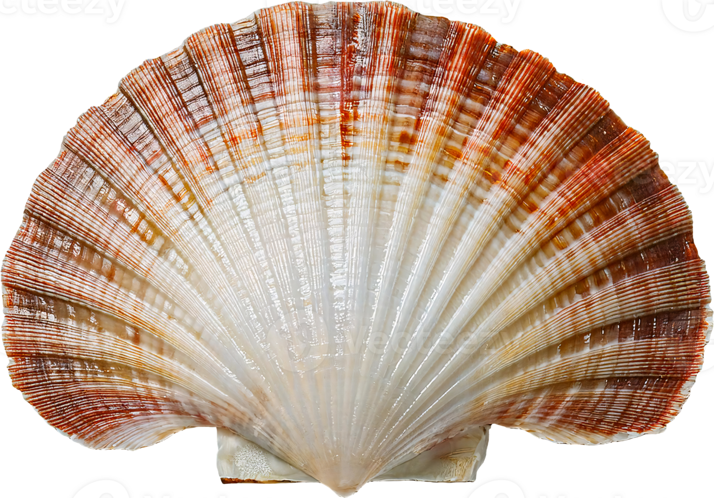 detailed close-up of a scallop shell with textured ridges and natural gradient colors on isolated background png