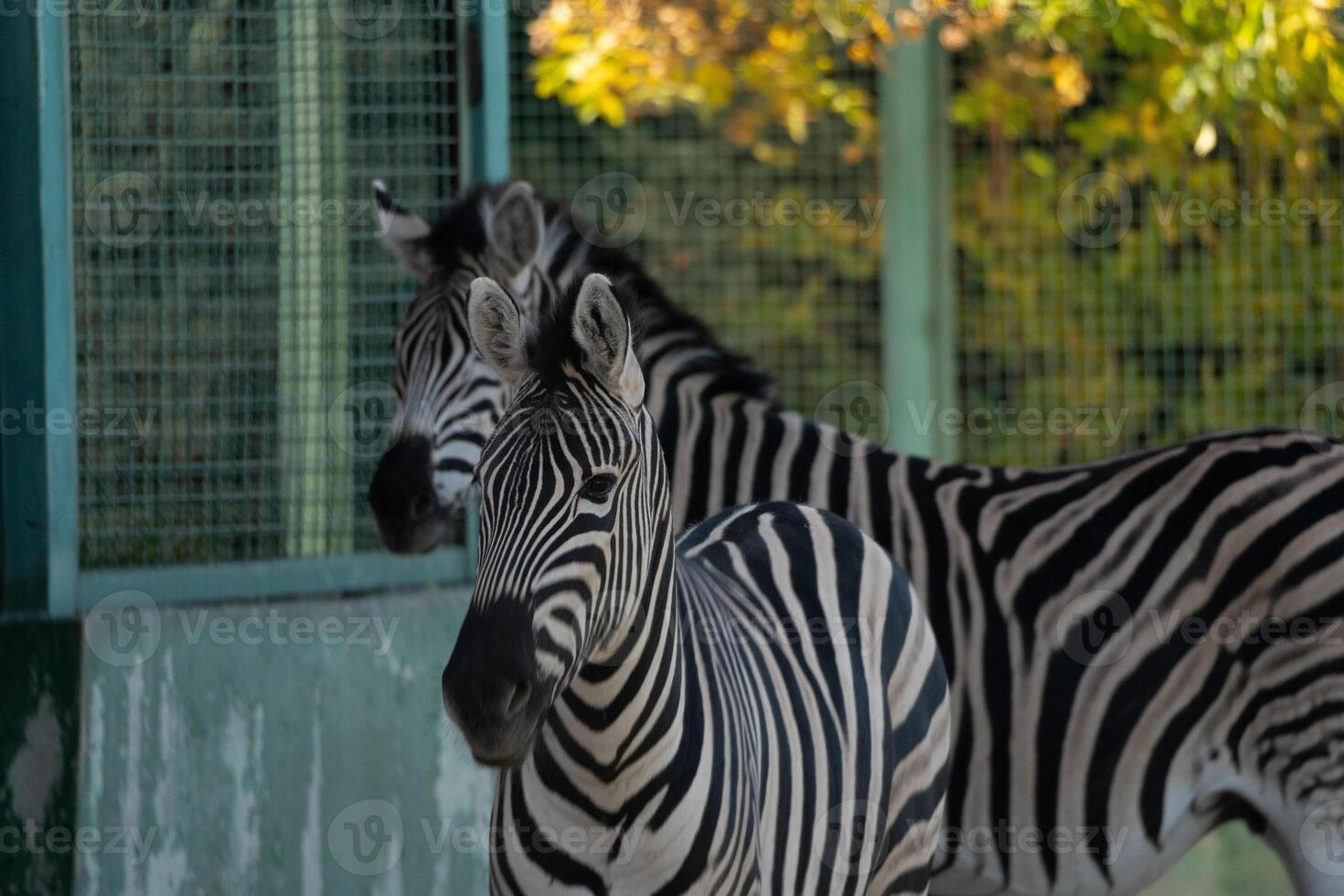 Zebras Zoo Enclosure Autumn. Two zebras stand close together in a zoo enclosure during autumn, likely for warmth or companionship. photo