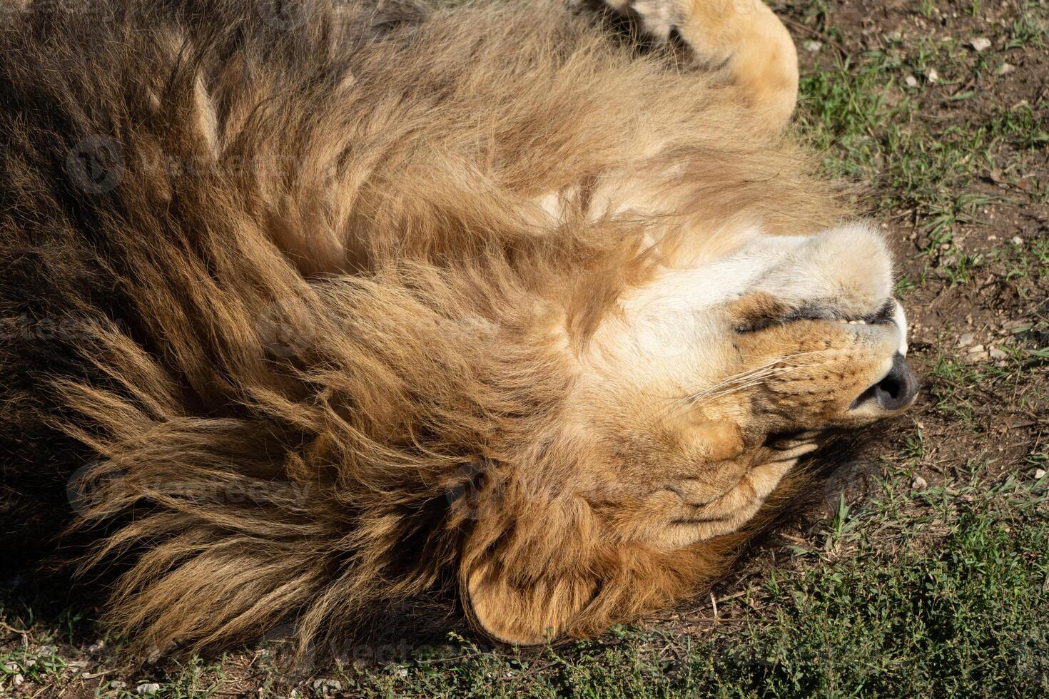 Lion Sleeping Grass Closeup - A large male lion lies on its back, resting on the grass. The focus is on the lion's face and mane. photo