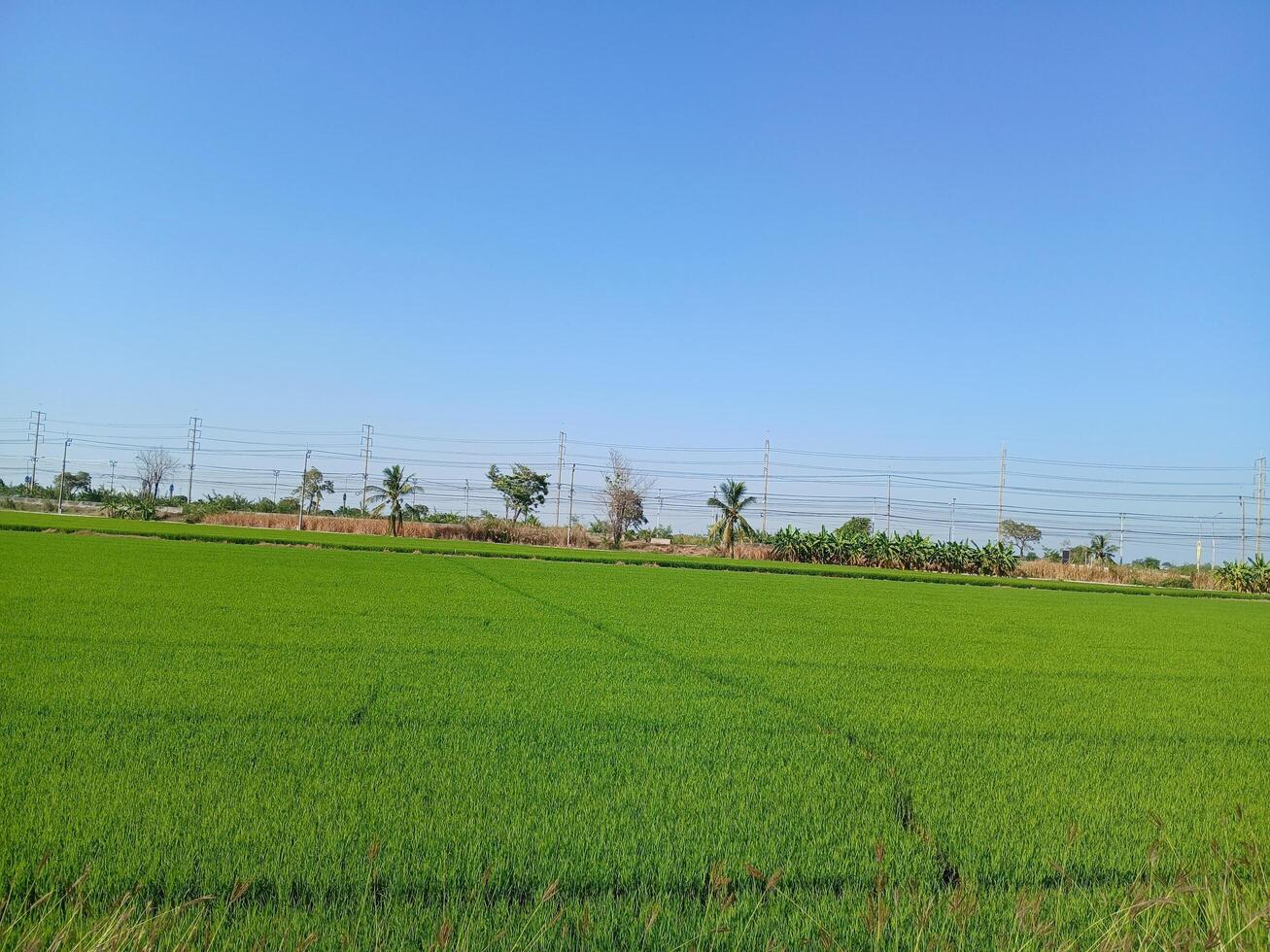 Field rice food background photo
