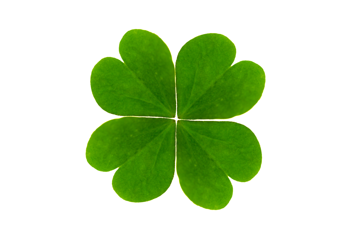 Lucky four leaf clover isolated on plain background png