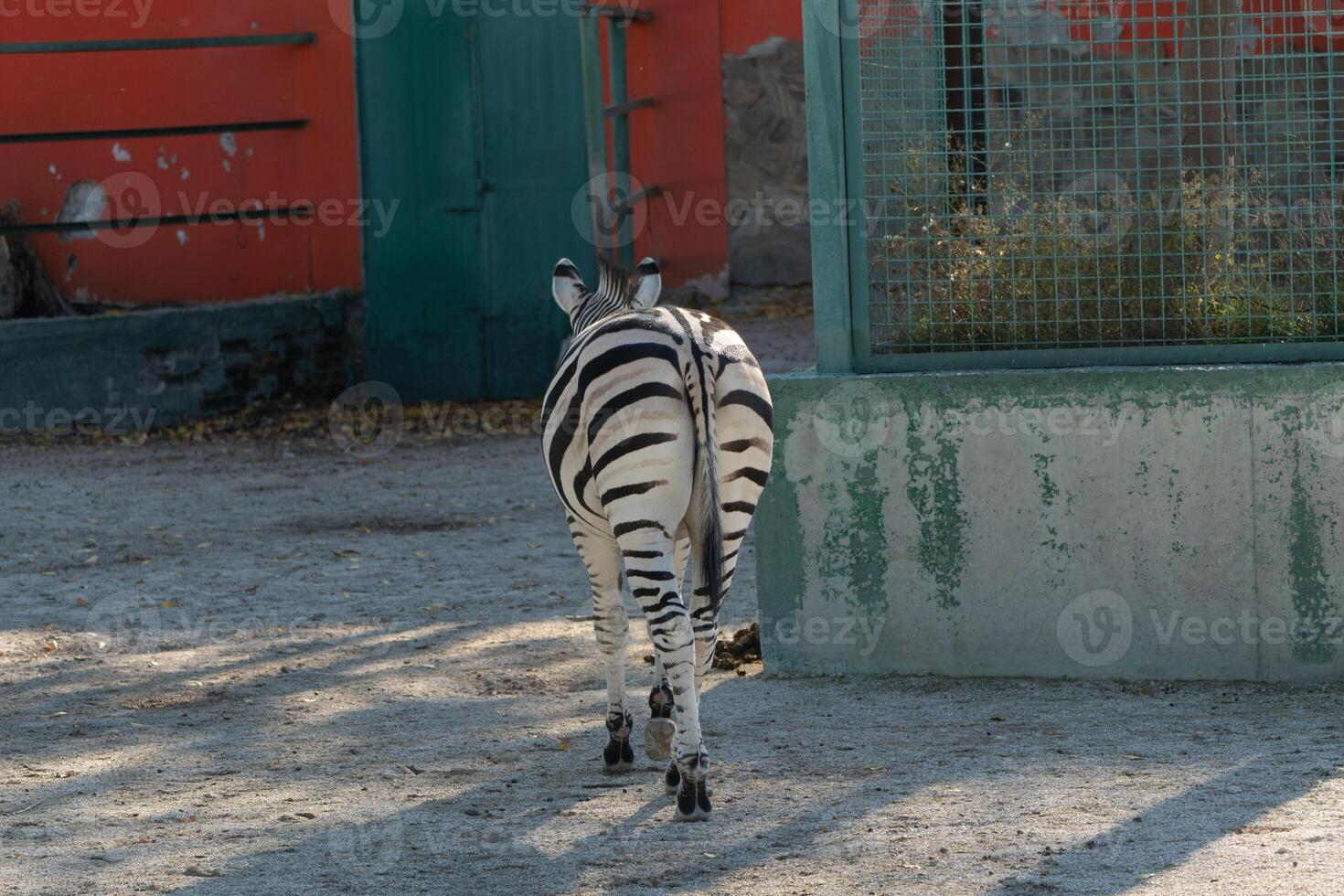 Zebra Zoo Enclosure Backside. Captive Zebra rear view in zoo enclosure, daytime, showcasing animal captivity. photo