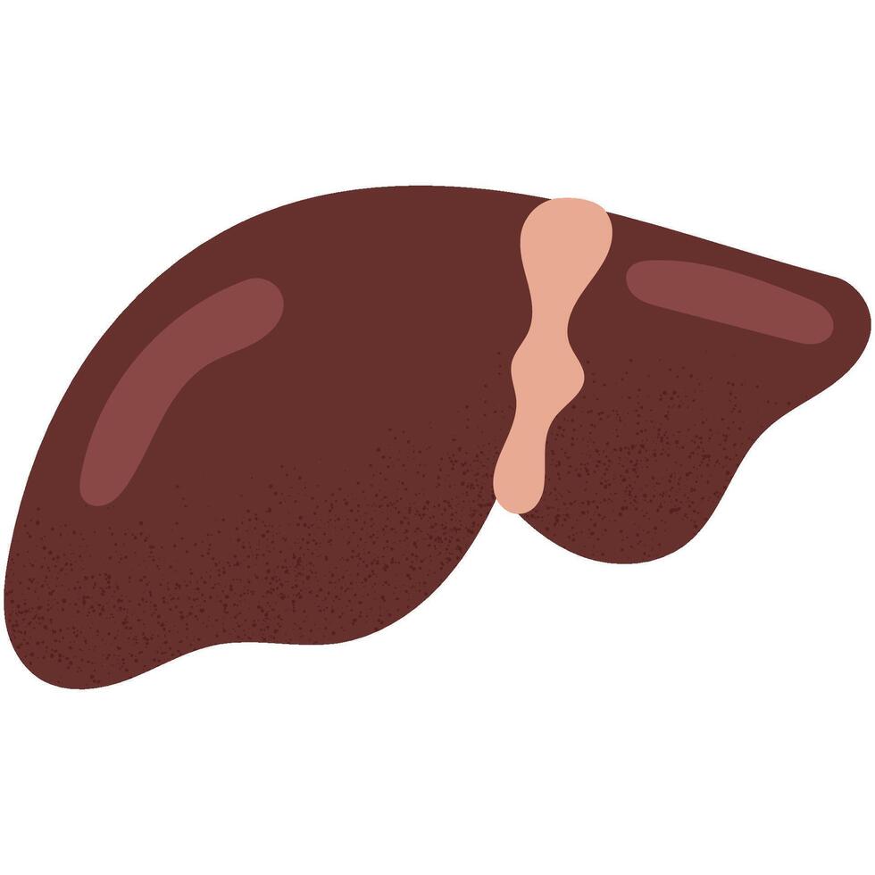 Human liver. Anatomy of internal organ.Ideal for medical or educational purposes. vector
