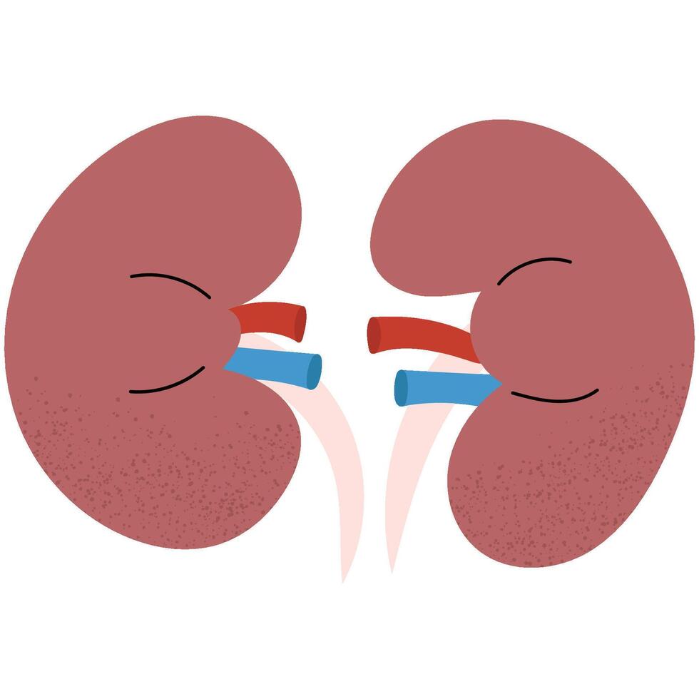 Human kidneys. Anatomy of internal organ. Ideal for medical or educational purposes. vector