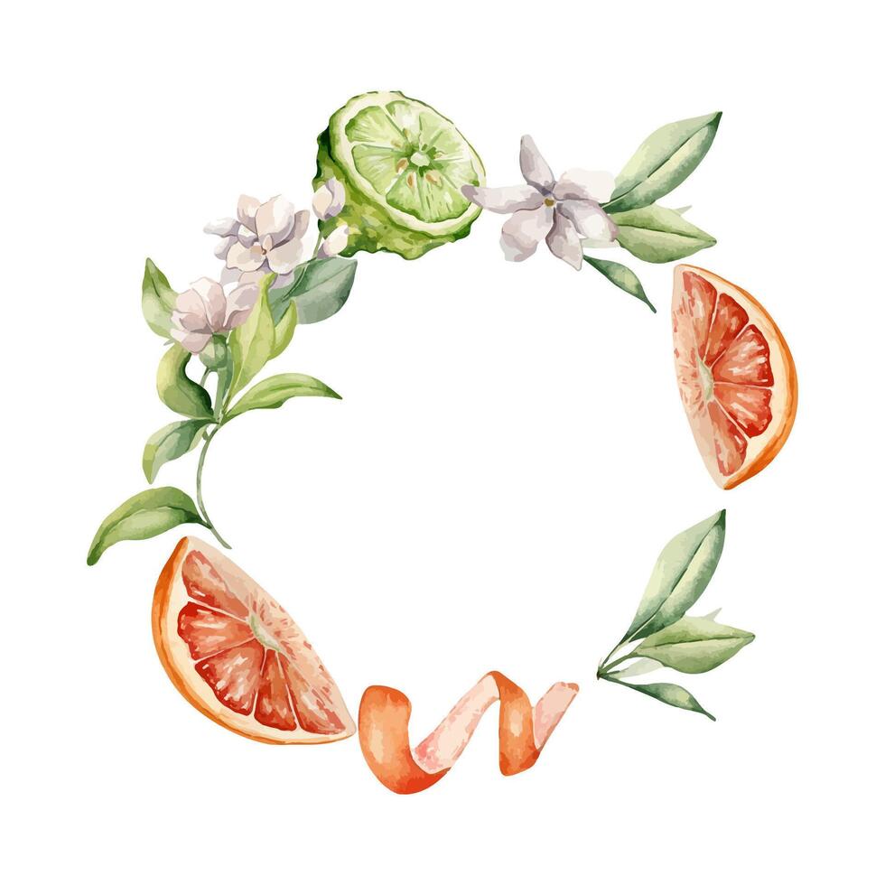 Grapefruit and bergamot citrus fruits with jasmine flowers watercolor isolated wreath. Hand drawn summer plants with bright orange green peel in botanical sketch style for aroma products label. vector