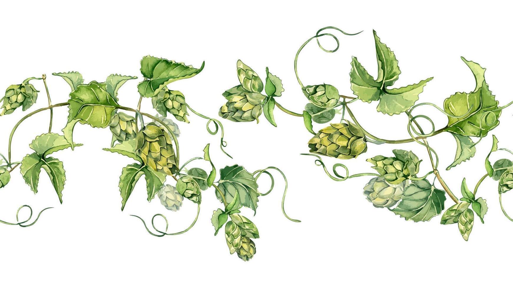 Hop cones on vine with leaves in watercolor on seamless border isolated. Humulus plant in botanical style. Repeating branch of hop hand drawn. Elements for beer festival, textile, label, Octoberfest. vector