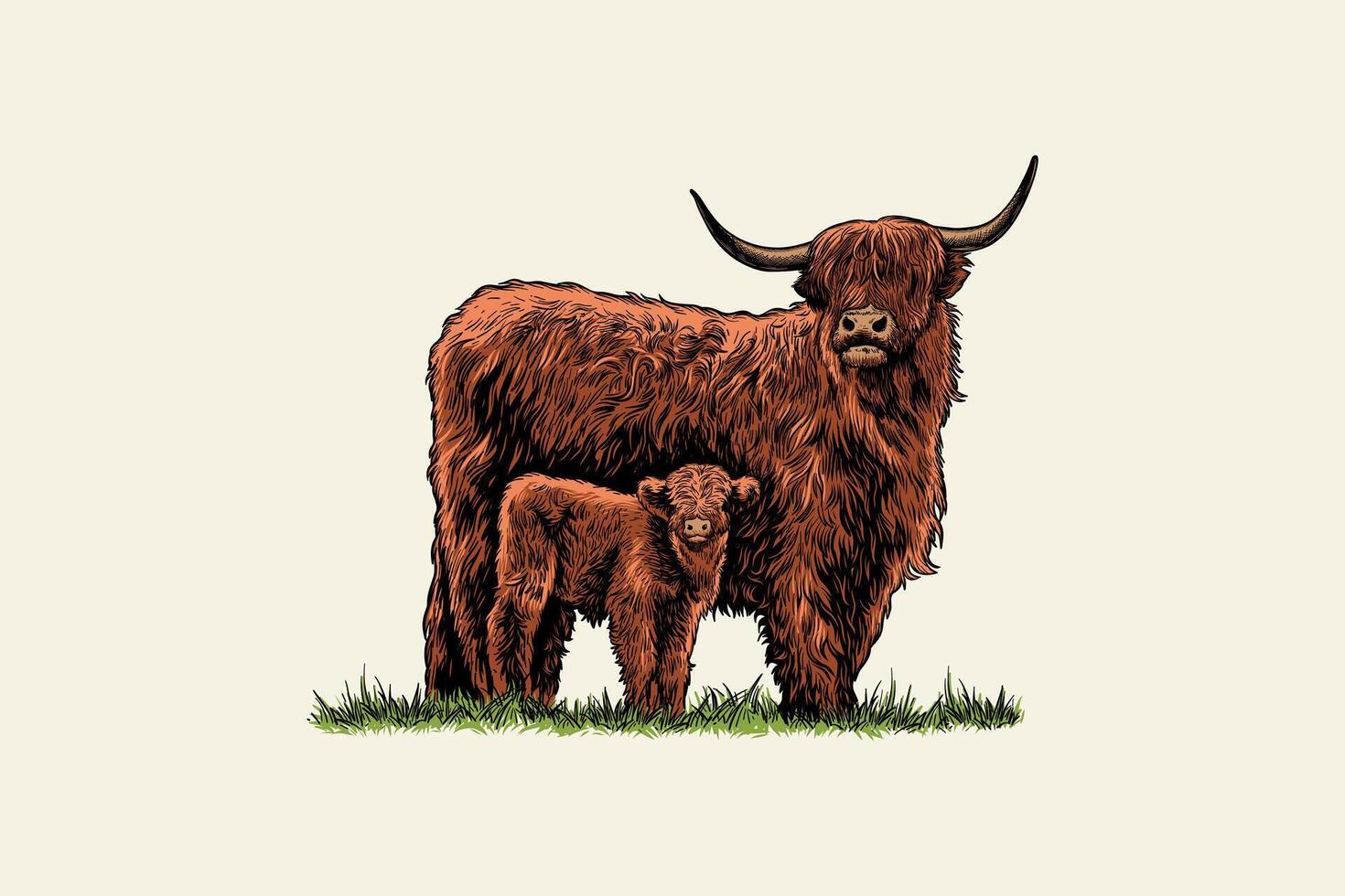 Colored illustration of mother Highland Cattle with her calf vector