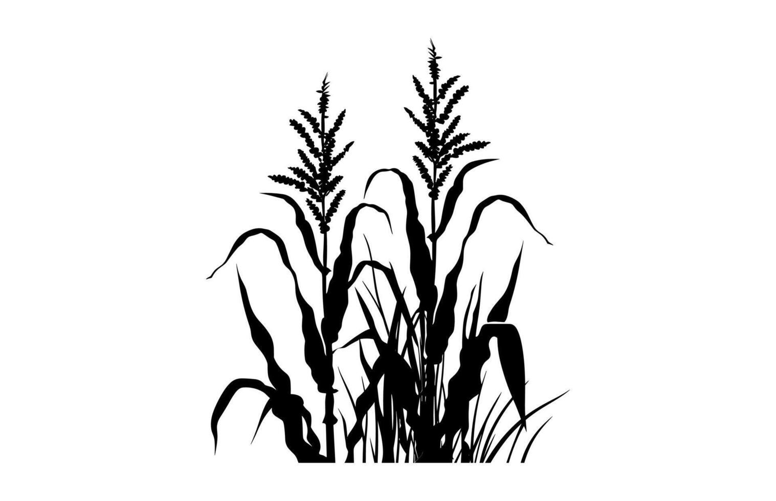 Corn Crops Silhouette isolated on a white background vector