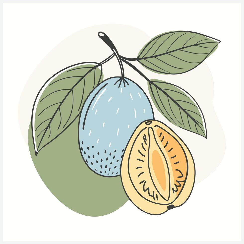 Stunning Miracle Fruit Illustration , Vibrant, Detailed, and Unique Design vector