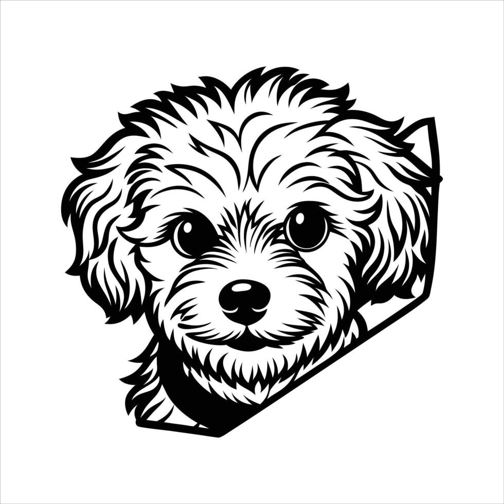 Bichon Frise Peeking dog vector