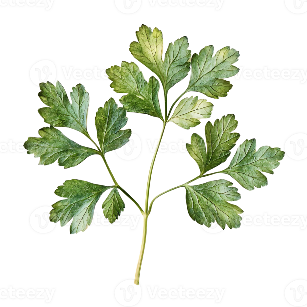 Parsley Sprig on Transparent Background, Ideal for Design Projects png