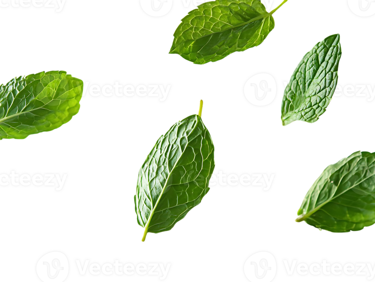 Floating Mint Leaves on Transparent Background png