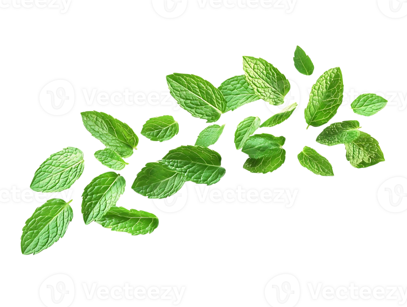 Green Mint Leaves Float on Transparent Background png