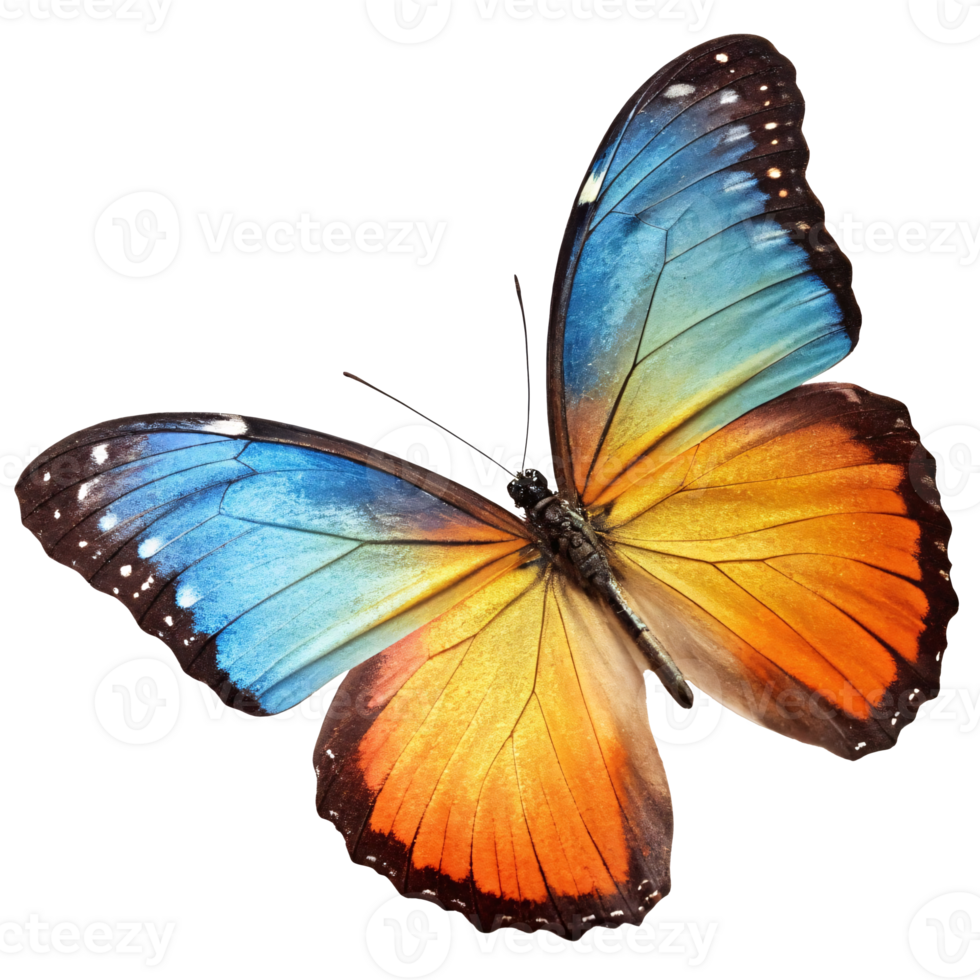 Close-up of a vivid butterfly with blue and orange wings on a transparent background, symbolizing beauty and transformation png